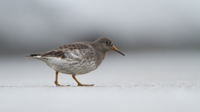 <i class='fa fa-user'></i>&nbsp;Gert-Jan Cromwijk&nbsp;|   Paarse Strandloper&nbsp; <i class='fa fa-eye'>&nbsp;489</i> &nbsp;<i class='fa fa-thumbs-up'>&nbsp;4</i> &nbsp; <i class='fa fa-comment-o'>&nbsp;10</i>