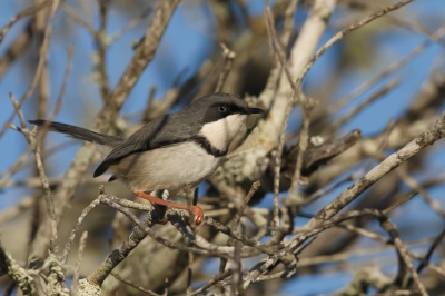 <i class='fa fa-user'></i>&nbsp;Paul van Gorp&nbsp;|   Halsbandapalis&nbsp; <i class='fa fa-eye'>&nbsp;419</i> &nbsp;<i class='fa fa-thumbs-up'>&nbsp;1</i> &nbsp; <i class='fa fa-comment-o'>&nbsp;8</i>