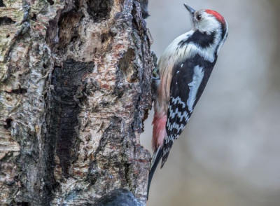 Een wat sombere dag, met over het algemeen de gewone vogels, plots was daar de Middelste Bonte Specht. Nooit had ik hem eerder gezien.