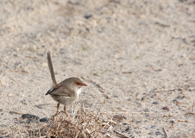 De vertaling geeft grijze winterkoning weer, maar eigenlijk is dit het vrouwtje blauwe wren.
Ik vind het een prachtige vogel. Vooral het mannetje.