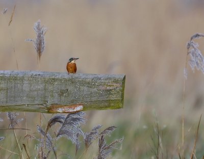<i class='fa fa-user'></i>&nbsp;henkdikkers&nbsp;|   IJsvogel&nbsp; <i class='fa fa-eye'>&nbsp;670</i> &nbsp; <i class='fa fa-comment-o'>&nbsp;12</i>