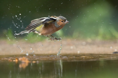 Deze Vink ging lekker in bad, totdat hij van iets schrok en opsprong.
Ik vind zelf het moment erg leuk omdat het net is of hij met veel plezier het water inspringt.