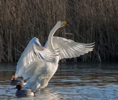 <i class='fa fa-user'></i>&nbsp;pietwil&nbsp;|   Wilde Zwaan&nbsp; <i class='fa fa-eye'>&nbsp;439</i> &nbsp; <i class='fa fa-comment-o'>&nbsp;5</i>