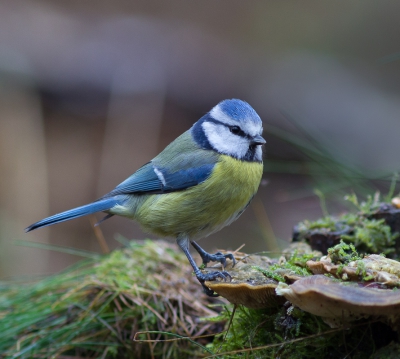 Een Elfenbankje als zitplaats, deze Pimpelmees had een mooie plek gevonden om te poseren!