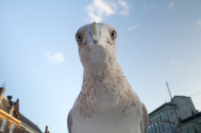 <i class='fa fa-user'></i>&nbsp;Gert-Jan Cromwijk&nbsp;|   Zilvermeeuw&nbsp; <i class='fa fa-eye'>&nbsp;465</i> &nbsp;<i class='fa fa-thumbs-up'>&nbsp;1</i> &nbsp; <i class='fa fa-comment-o'>&nbsp;8</i>
