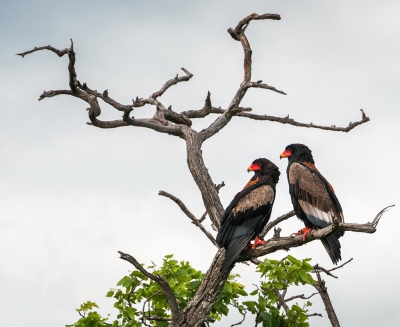 <i class='fa fa-user'></i>&nbsp;Bert Ooms&nbsp;|   Bateleur&nbsp; <i class='fa fa-eye'>&nbsp;744</i> &nbsp;<i class='fa fa-thumbs-up'>&nbsp;16</i> &nbsp; <i class='fa fa-comment-o'>&nbsp;20</i>