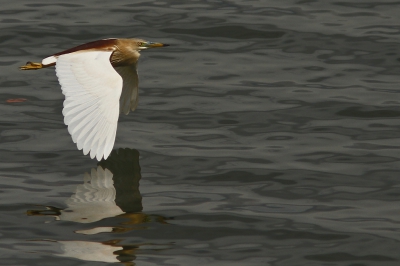 Het mooie van in een ander land foto's maken is dat je er vele andere vogels op de foto kan zetten. Zo heb ik vele reigerssoorten op de foto kunnen zetten.