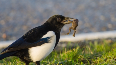 Er spelen zich soms heftige taferelen af in de wegberm. Voor dit padje begon het nieuwe jaar niet goed, maar eksters moeten ook eten.....zo zie je maar, camera altijd in handbereik onderweg.