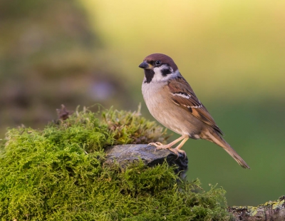 Ook deze Ringmus kwam langs bij de hut, heb twee foto's kunnen maken en toen was die weer weg.
