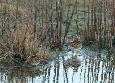 Bij het spotten van watervogels aan een watertje langs de Hondsbosche-zeewering zag ik opeens wat gescharrel tussen de struikjes aan het water.
Ik vermoedde,hoopte dat het watersnippen(jes)wat zijn ze klein,zouden zijn.
Na een half uurtje kwamen er 2-3 snipjes uit de bosje om in het water te peuren met hun lange snavel.
Heb er 2-3 uur van genoten,eerst nog met zon,daarna was de zon verdwenen achter de dijk,dus fijn wat licht betrof.
Een drukke achtergrond maar zo hoort het gezien de schutkleuren van deze prachtige vogels,in hun habitat.