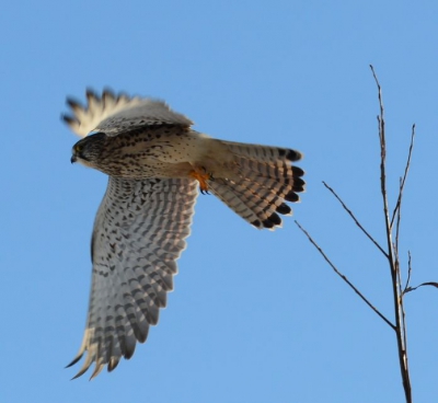 Rondje polder gedaan nabij Giessen. Zag deze Torenvalk al zitten in de boom, proberen om steeds dichterbij te komen met de auto tot hij weg vloog en ik nog net een plaat kon maken van deze mooie vogel.