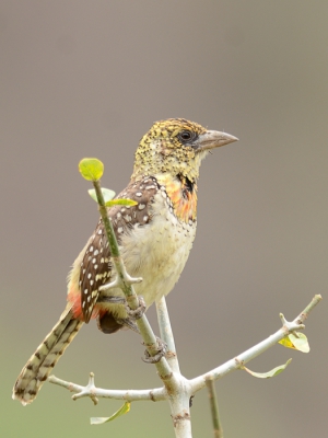 vanuit de mobile schuilhut genomen, deze keer wat geluk gehad met een rustige achtergrond. Wat hebben we genoten van alle prachtige vogels, waaronder deze Barbet