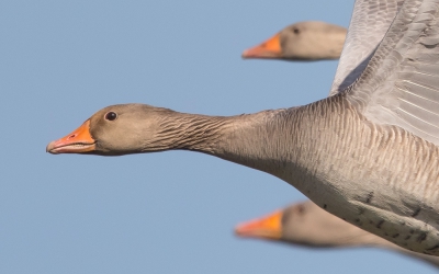 <i class='fa fa-user'></i>&nbsp;Edward van Altena&nbsp;|   Grauwe Gans&nbsp; <i class='fa fa-eye'>&nbsp;762</i> &nbsp;<i class='fa fa-thumbs-up'>&nbsp;10</i> &nbsp; <i class='fa fa-comment-o'>&nbsp;15</i>