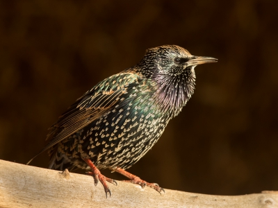 Deze Spreeuw was lekker aan het zingen in het zonnetje.
Zo in dit licht kan je goed de mooie kleuren van deze vogel zien.