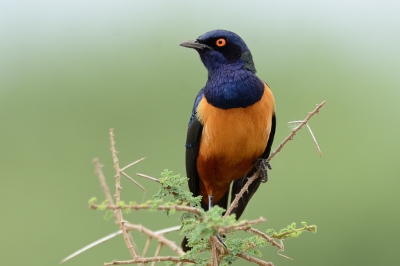 Het fotograferen van vogels in een mobile schuilhut is niet zo eenvoudig omdat de vogels toch nog best snel wegvliegen. Ik was blij dat deze bleef zitten op een perfecte plek, boven op een struik met een mooie achtergrond