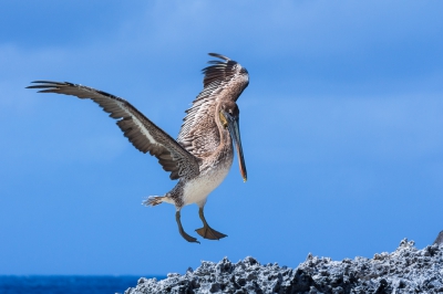 Op een heerlijke vakantie op Bonaire kon ik mooi oefenen op vliegbeelden van deze mooie grote vogels. Deze juveniel was hard aan het oefenen met vissen vlak bij het strand.  Ik ben erg benieuwd wat jullie er van vinden.