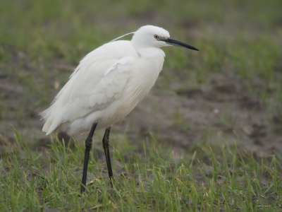 Gisterenmiddag in Zeeland geweest. Het weer was prachtig bij vertrek maar het donkere weer van vandaag kondigde zich al aan. De lucht betrok snel, maar voor een kleine zilverreiger is dat meestal niet heel erg ongunstig.