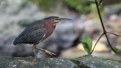 <i class='fa fa-user'></i>&nbsp;deBeer&nbsp;|   Groene Reiger&nbsp; <i class='fa fa-eye'>&nbsp;452</i> &nbsp;<i class='fa fa-thumbs-up'>&nbsp;2</i> &nbsp; <i class='fa fa-comment-o'>&nbsp;10</i>