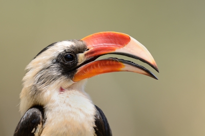 Soms heb je te veel mm's maar dan krijg je wel een mooi beeld vullende foto van deze mooie vogel. Ook weer genomen vanuit de safari jeep