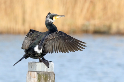 Dit is mijn eerste foto op BP. Ik weet niet zeker of ik hem op de goede manier verkleind heb, er leek scherpte verloren gegaan te zijn bij het verkleinen. 
De aalscholver heeft zijn broedkleed al: met een witte 'dijvlek' en een kuif en kop waar wit in zit. Hij zat op een steiger in het water.