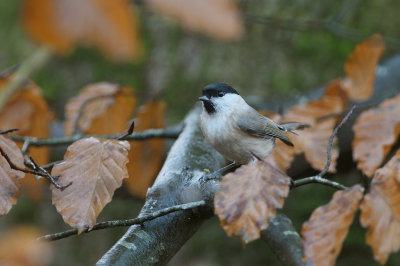 Nieuwe bewerking van:
http://www.birdpix.nl/album_page.php?pic_id=408572