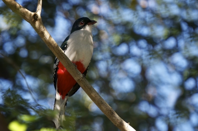<i class='fa fa-user'></i>&nbsp;Hans Overduin&nbsp;|   Cubaanse Trogon&nbsp; <i class='fa fa-eye'>&nbsp;395</i> &nbsp; <i class='fa fa-comment-o'>&nbsp;9</i>