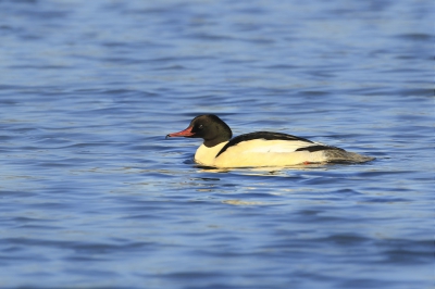 Ik zat in wijhe te wachten op de brilduiker toen deze grote zaagbek voorbij kwam zwemmen