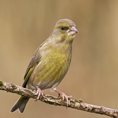 Vandaag de eerste testen met de Canon 7DII en de Canon 100-400 II + Canon extender 1.4 III. Het resultaat valt mij niet tegen ;-) Op dit formaat misschien  niet echt goed zichtbaar maar er zit behoorlijk veel detail in het beeld; groter formaat foto's op mijn FB pagina .