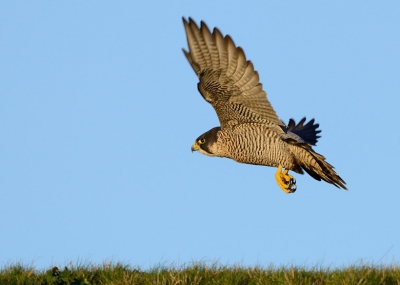 Een slechtvalk die op de dijk zat en net wegvloog toen ik een paar foto's wilde maken. Het leuke van deze foto vind ik dat de zware poten goed zichtbaar zijn.