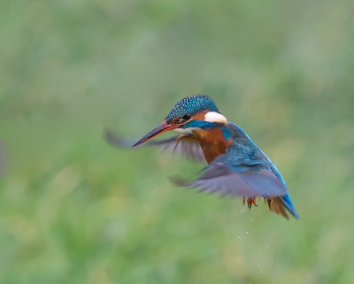 <i class='fa fa-user'></i>&nbsp;pietwil&nbsp;|   IJsvogel&nbsp; <i class='fa fa-eye'>&nbsp;965</i> &nbsp;<i class='fa fa-thumbs-up'>&nbsp;20</i> &nbsp; <i class='fa fa-comment-o'>&nbsp;20</i>