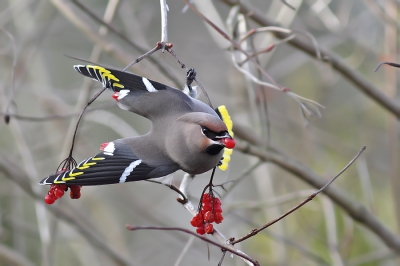 eindelijk weer wat pestvogels in Lauwersoog.
Het was aardig donker en bar weinig zon. En flinke wind .
Ik vind van deze de houding wel geslaagd en alle kleuren komen zo goed uit de verf.