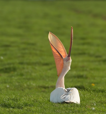 <i class='fa fa-user'></i>&nbsp;LidideBoer&nbsp;|   Roze Pelikaan&nbsp; <i class='fa fa-eye'>&nbsp;1063</i> &nbsp; <i class='fa fa-comment-o'>&nbsp;13</i>