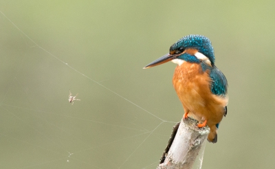 <i class='fa fa-user'></i>&nbsp;pabos&nbsp;|   IJsvogel&nbsp; <i class='fa fa-eye'>&nbsp;583</i> &nbsp; <i class='fa fa-comment-o'>&nbsp;7</i>