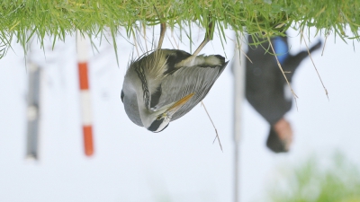 <i class='fa fa-user'></i>&nbsp;Gerard Visser&nbsp;|   Blauwe Reiger&nbsp; <i class='fa fa-eye'>&nbsp;700</i> &nbsp;<i class='fa fa-thumbs-up'>&nbsp;7</i> &nbsp; <i class='fa fa-comment-o'>&nbsp;19</i>