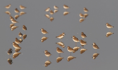 Absurdistisch en abstract en toch harmonieus! Met die centrale vogel als blikvanger en spil van het geheel! Zelden zo'n stilleven gezien. Een zoutpan verderop liep op dat moment de enige Lepelbekstrandloper van het seizoen.