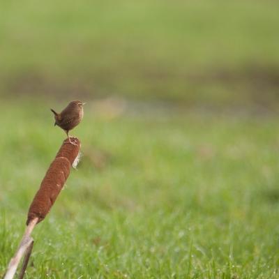 Ja ja, de oude doos weer even geopend.

Hoe nietig komt het bijna kleinste vogeltje van Nederland hier over!
Wanneer hij in het riet aan het scharrelen is, hoop je dat hij op de grote lisdodde gaat zitten. Eindelijk luisterde hij met dit als resultaat.