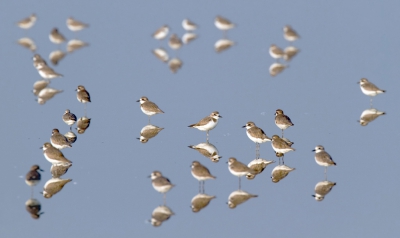 Kleine bewerking van deze foto http://www.birdpix.nl/album_page.php?pic_id=409195&recent=1&sid=6875e9df4f520105ddec12c5beacac06