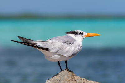 Bij Lac Baai zat een heel groepje van deze grote sterns vlakbij het strand. Ik heb geprobeerd de verschillende kleuren tropisch blauw in de foto te krijgen door een laag standpunt te nemen. Ze waren ook druk aan het vissen maar om die snelheden goed op de foto te krijgen heb ik nog een vakantie nodig ;-)