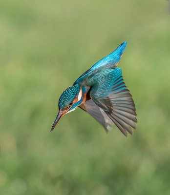 <i class='fa fa-user'></i>&nbsp;pietwil&nbsp;|   IJsvogel&nbsp; <i class='fa fa-eye'>&nbsp;1344</i> &nbsp;<i class='fa fa-thumbs-up'>&nbsp;23</i> &nbsp; <i class='fa fa-comment-o'>&nbsp;34</i>