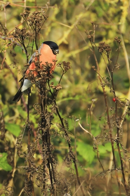 Hier een goudvink die heerlijk aan het eten is ,ik kom ze jammer genoeg bij wandelingen maar weinig tegen, het is een mooie vogel.