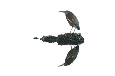 <i class='fa fa-user'></i>&nbsp;Hans Overduin&nbsp;|   Groene Reiger&nbsp; <i class='fa fa-eye'>&nbsp;527</i> &nbsp;<i class='fa fa-thumbs-up'>&nbsp;5</i> &nbsp; <i class='fa fa-comment-o'>&nbsp;17</i>