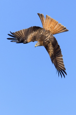 Taken at refuse dump while Kites were competing for offals, performing terrific fights in flight. I decided to frame them vertically to avoid the risk they wouldn't fit  when in a such position and to create a more dynamic composition.