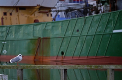 De eerste keer echt met mijn camera aan het fotograferen. Oefenen met mooie beelden creren. De meeuw op de haven, met de kleuren van de boot, vond ik een mooie combinatie.