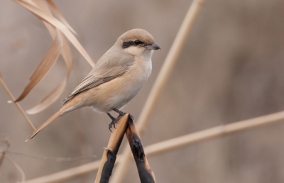 Ondersoort arenarius. En eigenlijke naam: Chinese Klauwier. Zeldzame wintergast in deze noordelijke Iraanse provincie en we hadden er tijdens een watervogeltelling aldaar zelfs twee bij elkaar! Een gelukkie dus!