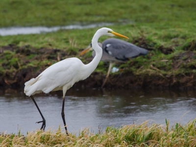 Donker weer met regen, dan is een witte vogel altijd welkom. Reigers zijn altijd aan de scharrel, al is het nog zo bar buiten. Deze Grote Zilverreiger maakte het trieste rondje polder wel de moeite waard, en de blauwe kreeg ik erbij kado !