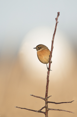 Deze ging er even mooi voor zitten, in de achtergrond bevond zich een zilverkleurig vrachtauto. Ik heb gewacht totdat deze precies achter de vogel ging zitten.