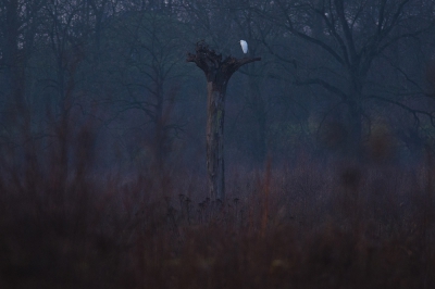 Het begon te schemeren. Een roodborstje floot z'n laatste lied, daar vloog al kwetterend nog een merel weg. En ook deze zilverreiger bleef nog even genieten van de ondergaande zon, voordat de nacht zou komen..

Groet,
Arn
