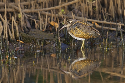 Je kan heel Gambia in de rondte rijden maar de hoeveelheid en diversiteit van vogels vind ik persoonlijk nergens zo hoog als het gebied rond Kotu. Ik baseer dit op mijn eigen waarnemingen. Altijd zijn er wel bijzondere vogels op deze hotspot die zich dan wel laten zien maar niet altijd laten fotograferen. Na een moddergevecht en door het slijk te kruipen kon ik dicht genoeg bij een groepje van vier snippen komen om deze foto te maken. Wel een behoorlijke crop.