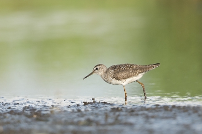 Liggend op de grond met een cammouflagekleed bij een plas water. Ik houd van meer omgevingsruimte en heb daarom de vogel in een ruim landschap gefotografeerd.