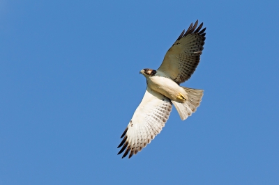 <i class='fa fa-user'></i>&nbsp;Bouke Atema&nbsp;|   Kortstaartbuizerd&nbsp; <i class='fa fa-eye'>&nbsp;441</i> &nbsp; <i class='fa fa-comment-o'>&nbsp;1</i>